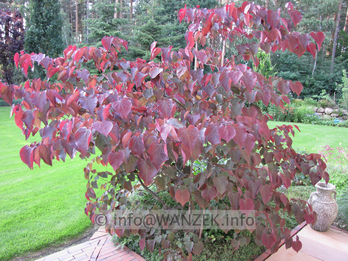 Cercis canadensis Forest Pansy - Sol 02.JPG